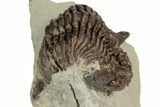 Rare, Encrinurus Trilobite - Malvern, England #196659-1